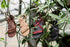 Hava 2.0 Women´s Sandaler